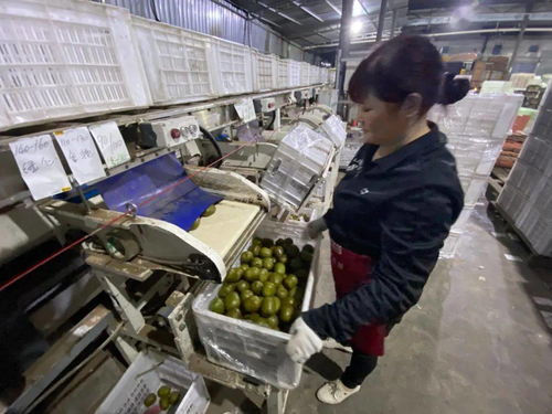 水果客服日理千機，天貓雙11點亮蒲江信息咨詢新篇章